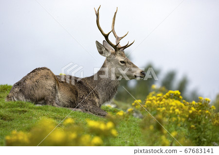 Red Deer (Cervus elaphus) 67683141