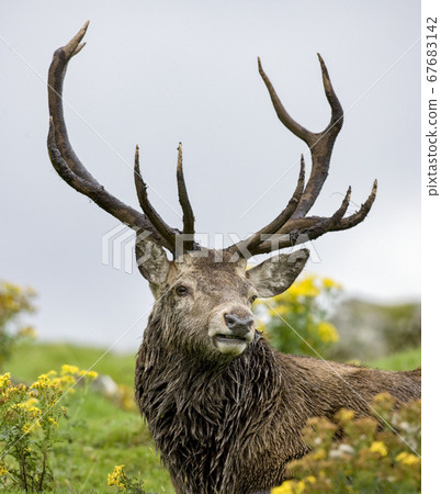 Red Deer (Cervus elaphus) 67683142