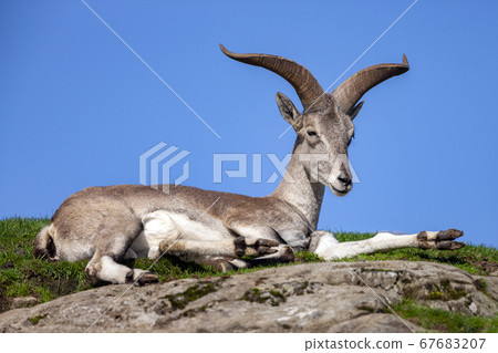 Bharal (Pseudois nayaur) 67683207