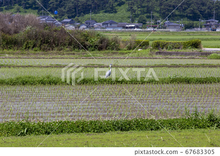 日本的鄉村 67683305