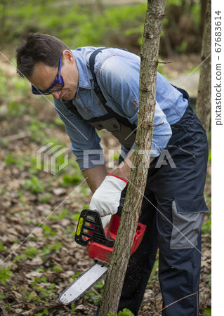 Close up lumberjack in working uniform sawing young tree trunk with chainsaw Close up lumberjack in working uniform sawing young tree trunk with chainsaw 67683614