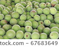 Plum fruit 67683649