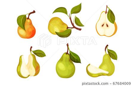 Pomaceous Pear Fruit with Upper End of Flower Stalk and Green Fibrous Leaf Vector Set Pomaceous Pear Fruit with Upper End of Flower Stalk and Green Fibrous Leaf Vector Set 67684009