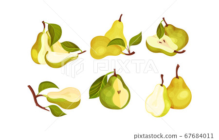Pomaceous Pear Fruit with Upper End of Flower Stalk and Green Fibrous Leaf Vector Set 67684011