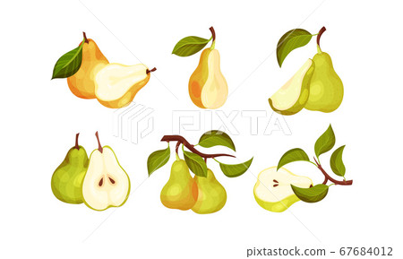 Pomaceous Pear Fruit with Upper End of Flower Stalk and Green Fibrous Leaf Vector Set 67684012