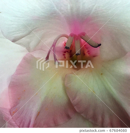 Blooming flower with leaves, living natural nature Blooming flower with leaves, living natural nature 67684080