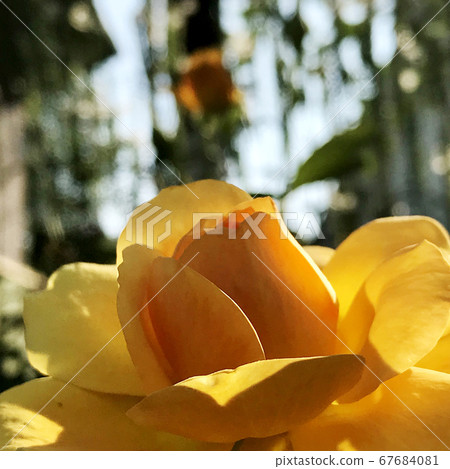 Blooming flower with leaves, living natural nature Blooming flower with leaves, living natural nature 67684081