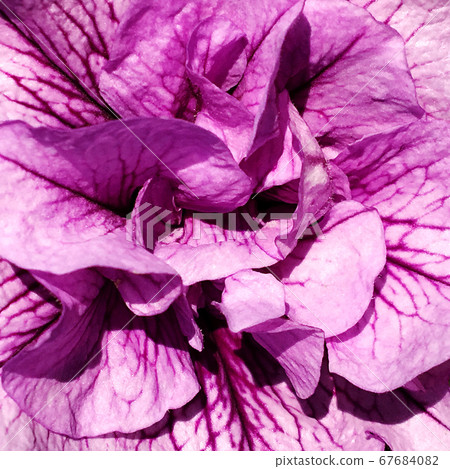 Blooming flower with leaves, living natural nature Blooming flower with leaves, living natural nature 67684082
