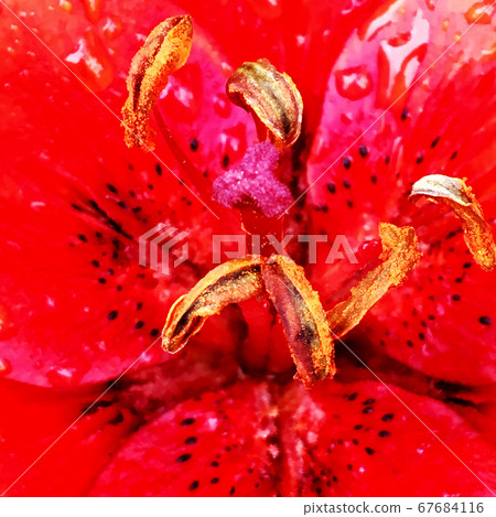 Blooming flower with leaves, living natural nature Blooming flower with leaves, living natural nature 67684116