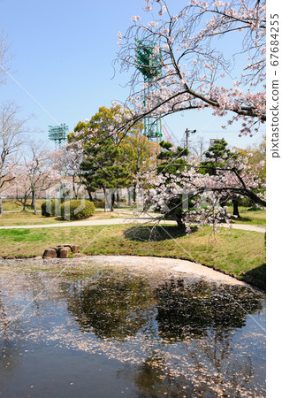 三好公園的櫻花 67684255