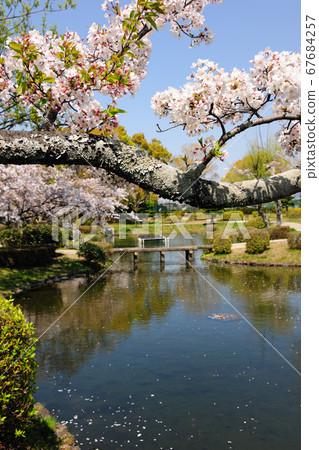 Cherry blossoms at Miyoshi Park 67684257