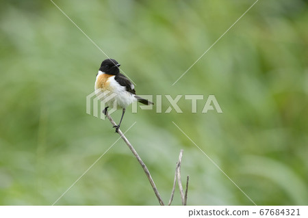 大雄雄夏 67684321