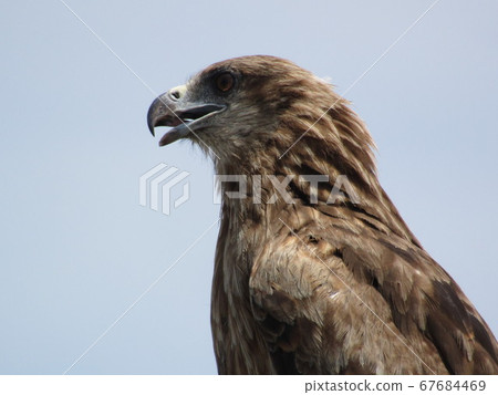 鋒利的喙，有點恐怖的眼睛，湯比的臉朝上。我把翅膀放在港口附近。 67684469
