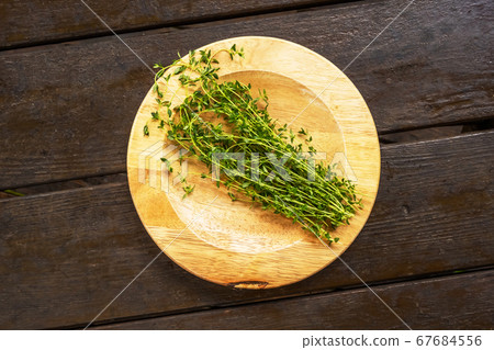 The fragrant thyme is a Labiatae herb 67684556
