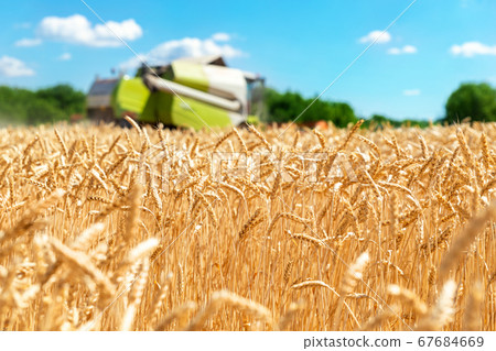 Scenic side view Big powerful industrial combine harvester machine reaping golden ripe wheat cereal field on bright summer or autumn day. Agricultural yellow field machinery landscape background Scenic side view Big powerful industrial combine harvester machine reaping golden ripe wheat cereal field on bright summer or autumn day. Agricultural yellow field machinery landscape background 67684669