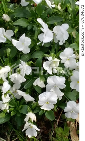 白花 白花 67684672