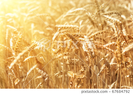 Scenic landscape of ripe golden organic wheat stalk field against bright sunny sunligt bean shining on summer day. Cereal crop harvest growth background. Agricultural agribuisness business concept 67684792