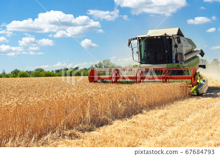 Scenic front view Big powerful industrial combine harvester machine reaping golden ripe wheat cereal field on bright summer or autumn day. Agricultural yellow field machinery landscape background Scenic front view Big powerful industrial combine harvester machine reaping golden ripe wheat cereal field on bright summer or autumn day. Agricultural yellow field machinery landscape background 67684793