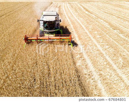Aerial drone front view Big powerful industrial combine harvester machine reaping golden ripe wheat cereal field bright summer or autumn day. Agricultural yellow field machinery landscape background 67684801