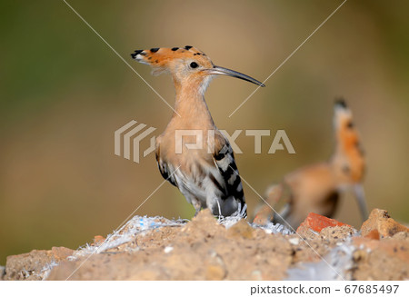 Amazing Eurasian hoopoe bird (Upupa epops) 67685497
