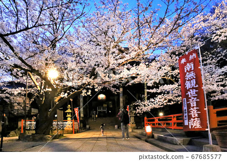 Kii-ji寺，盛開的櫻花，點亮，和歌山 67685577