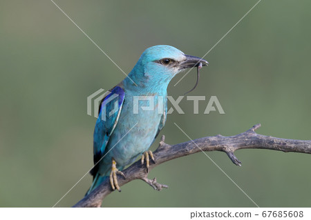 European roller (Coracias garrulus) and prey 67685608