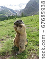 Swiss Saas Fee Wild Marmot 2019 67685938