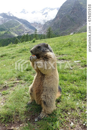 Swiss Saas Fee Wild Marmot 2019 Swiss Saas Fee Wild Marmot 2019 67685938