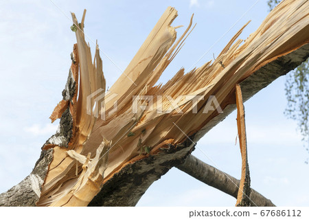 tree broken during a storm tree broken during a storm 67686112