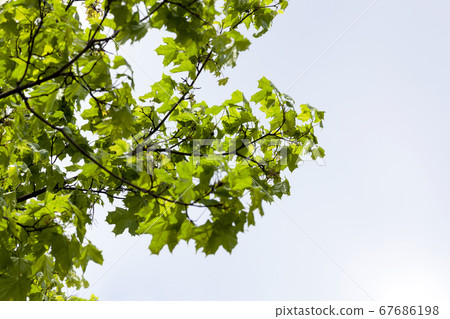 trees in spring 67686198