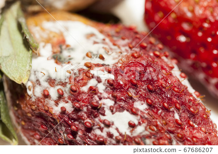 spoiled red strawberries 67686207