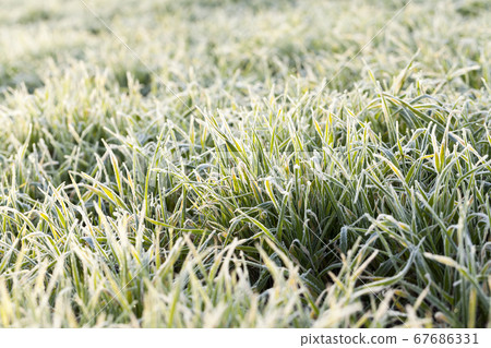 wheat planted for winter 67686331