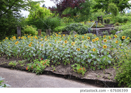Garden Museum Hiei Summer Flowers Garden Museum Hiei Summer Flowers 67686399