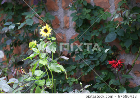 花園博物館比叡夏日花朵 花園博物館比叡夏日花朵 67686418