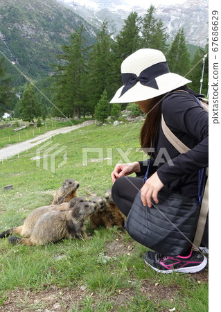 Swiss Saas Fee Wild Marmot 2019 67686629