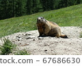 Swiss Saas Fee Wild Marmot 2019 67686630