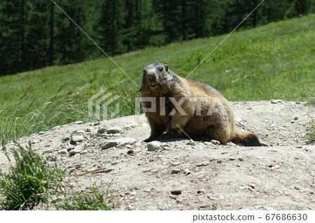 Swiss Saas Fee Wild Marmot 2019 67686630