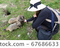 Swiss Saas Fee Wild Marmot 2019 67686633