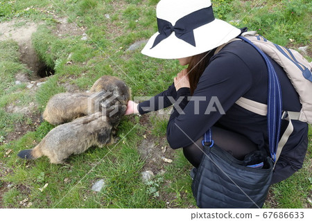 Swiss Saas Fee Wild Marmot 2019 67686633