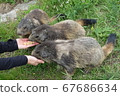 Swiss Saas Fee Wild Marmot 2019 67686634