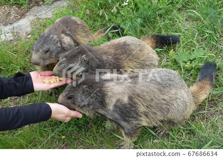 Swiss Saas Fee Wild Marmot 2019 Swiss Saas Fee Wild Marmot 2019 67686634