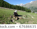 Swiss Saas Fee Wild Marmot 2019 67686635