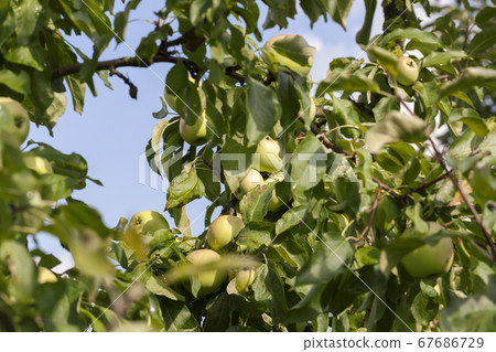 immature apples immature apples 67686729