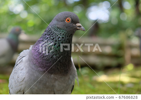 鴿子的彩虹色脖子 67686828