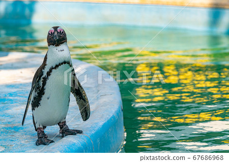 Penguin looking at camera 67686968