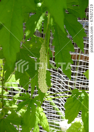 Bitter gourd Bitter gourd 67687219