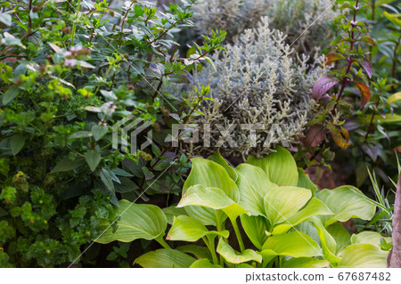 Spicy garden Spicy garden 67687482