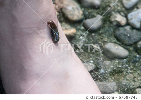 Closeup on leech attach biting on leg in tropical forest 67687745
