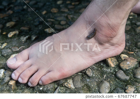Leech attach biting on leg in tropical forest 67687747