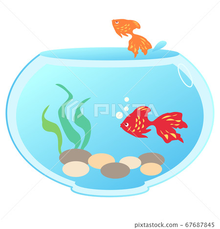 有兩個金魚的魚缸 67687845